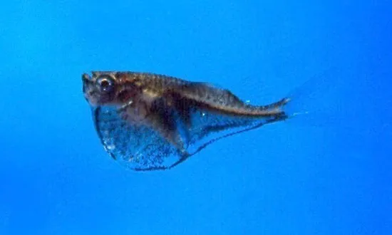 Blackwing hatchetfish (Carnegiella marthae)