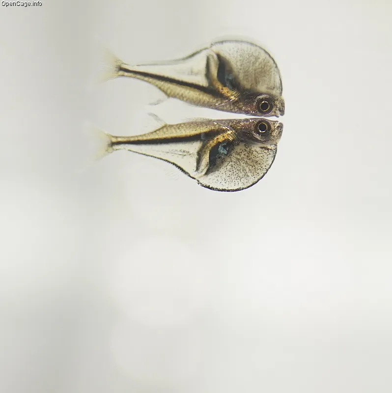 Pygmy hatchetfish (Carnegiella myersi)