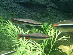 Golden pencilfish (Nannostomus beckfordi)