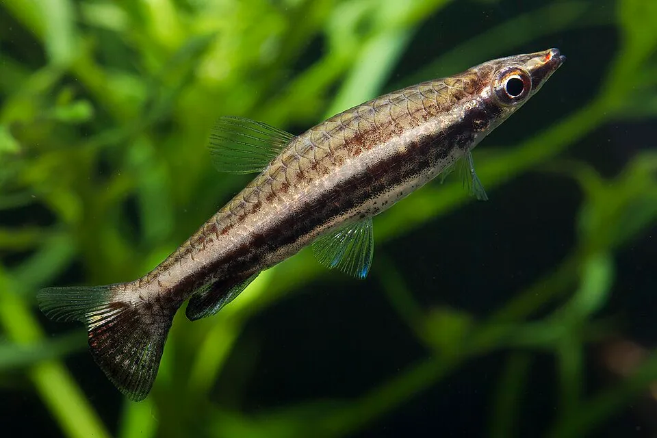 Hockeystick pencilfish (Nannostomus eques)