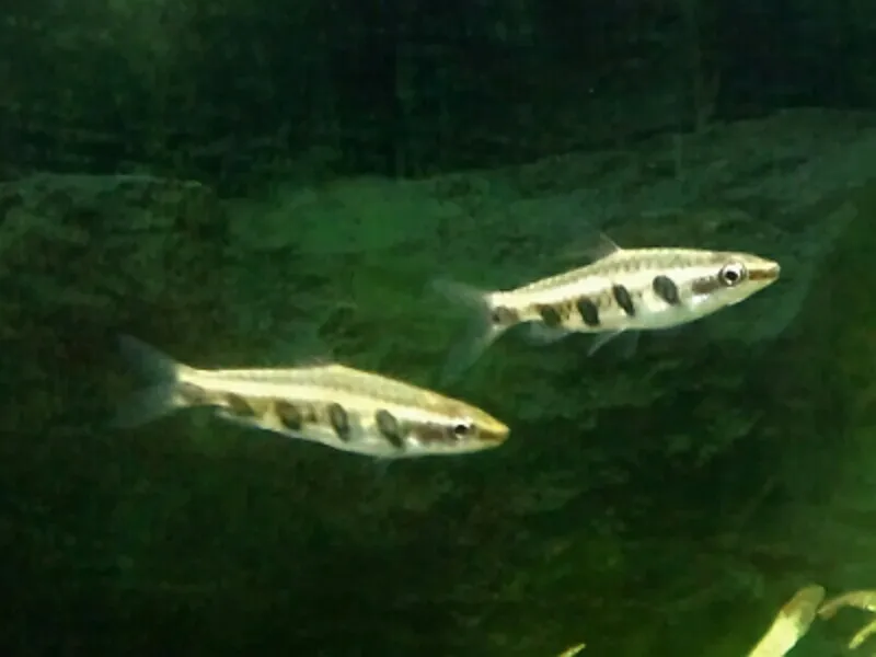 Barred pencilfish (Nannostomus espei)