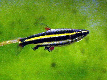 Dwarf pencilfish (Nannostomus marginatus)