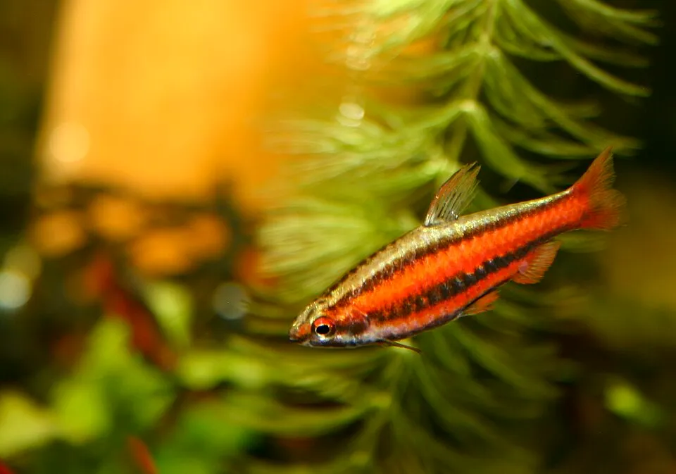 Coral red pencilfish (Nannostomus mortenthaleri)