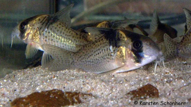 Spotted cory (Corydoras melanistius)