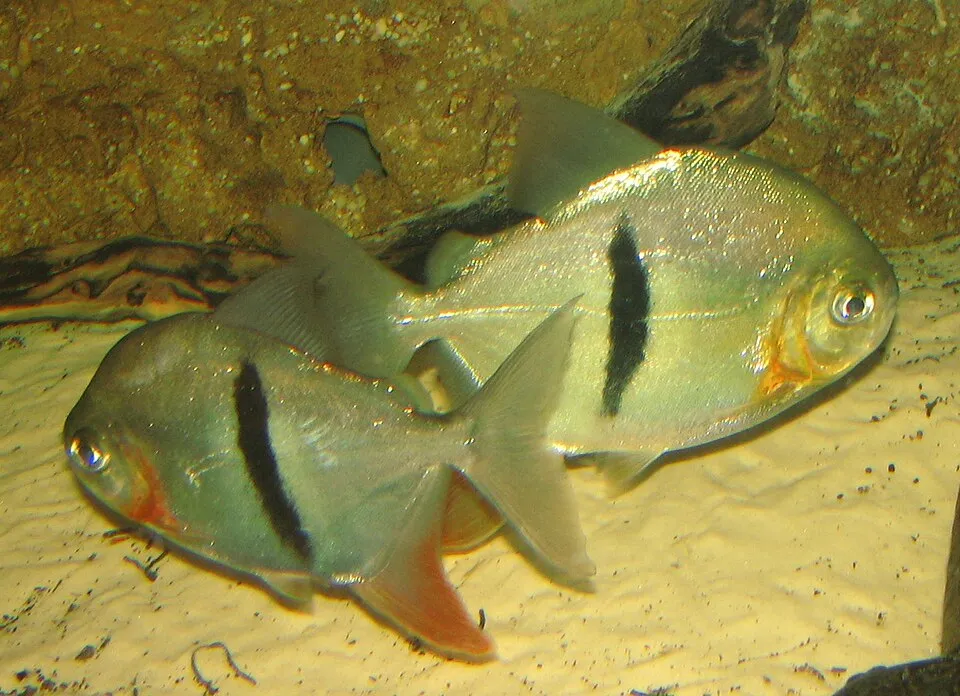 Disk tetra (Myleus schomburgkii)
