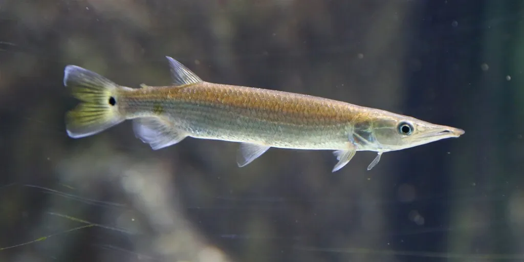 Hujeta gar (Ctenolucius hujeta)