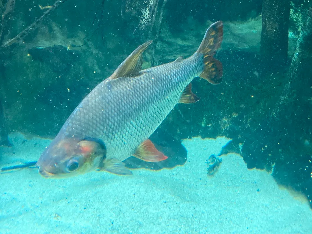 Kissing prochilodus (Semaprochilodus insignis)