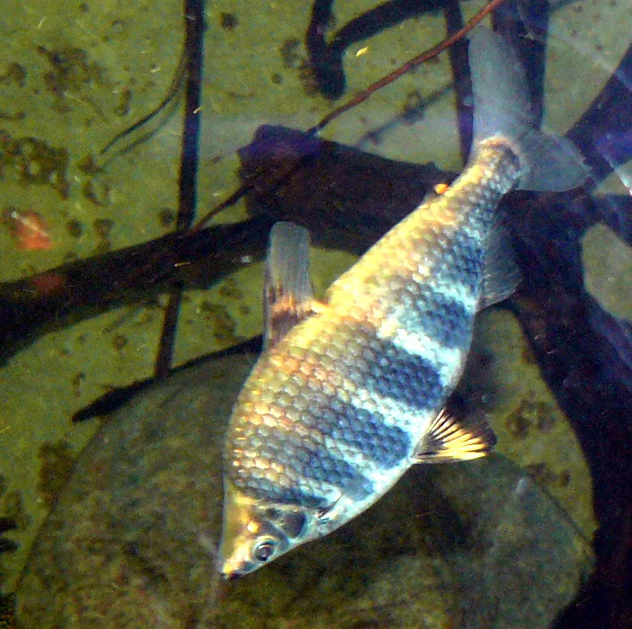 Marbled headstander (Abramites hypselonotus)
