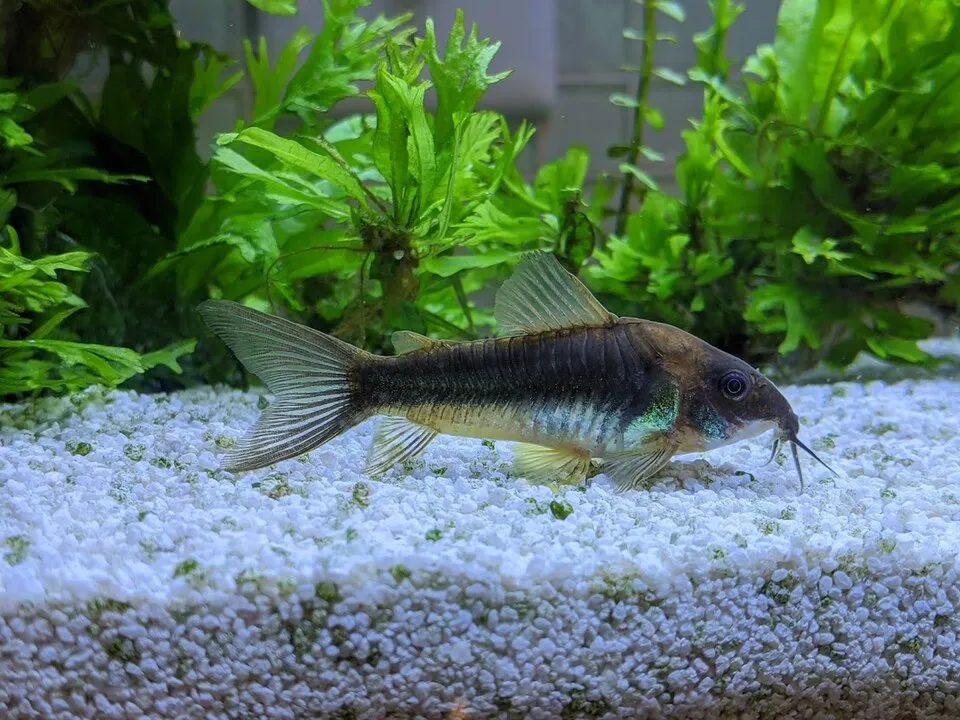 Bronze cory (Corydoras aeneus)
