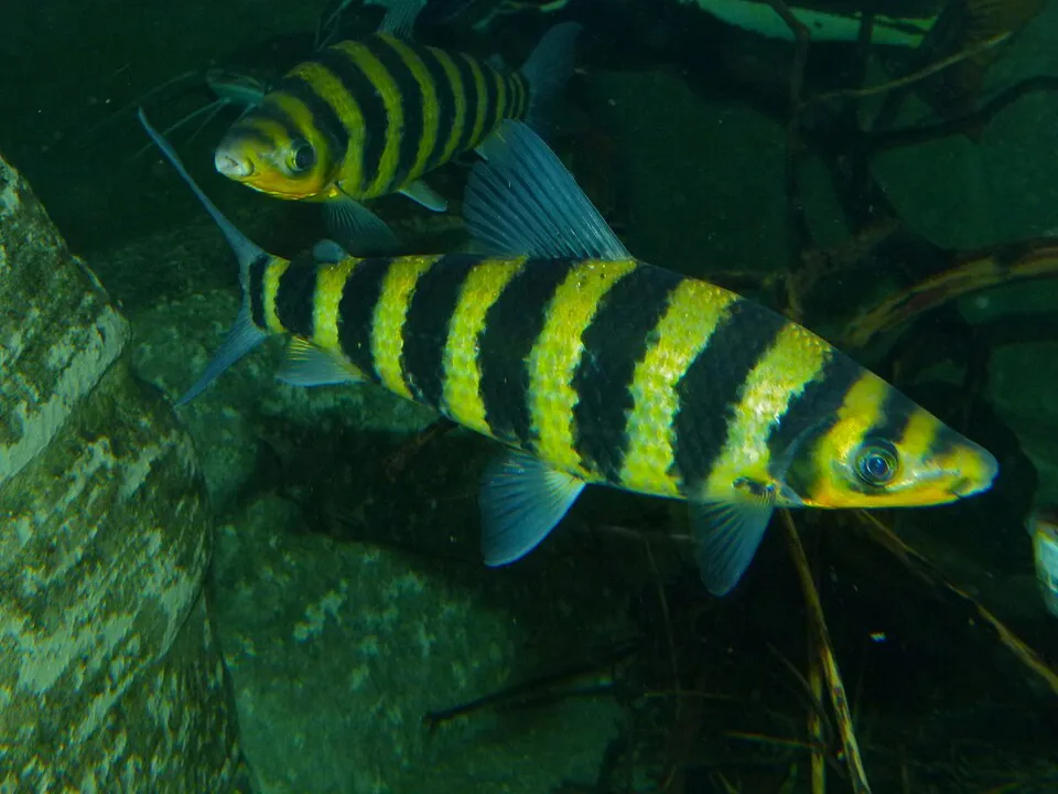Banded leporinus (Leporinus fasciatus)