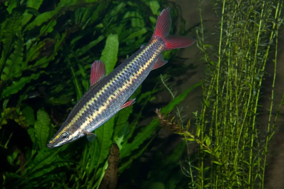 Striped headstander (Anostomus anostomus)