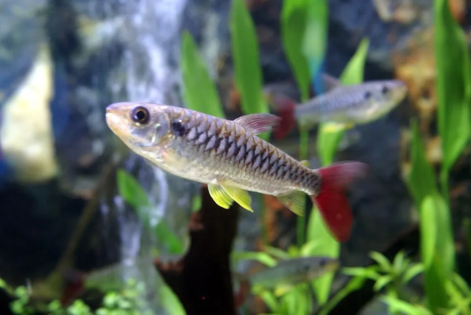 Pink-tail chalceus (Chalceus macrolepidotus)