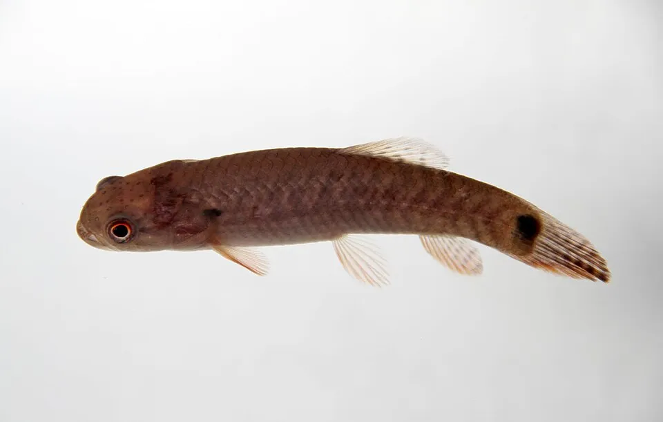 Red wolf fish (Erythrinus erythrinus)