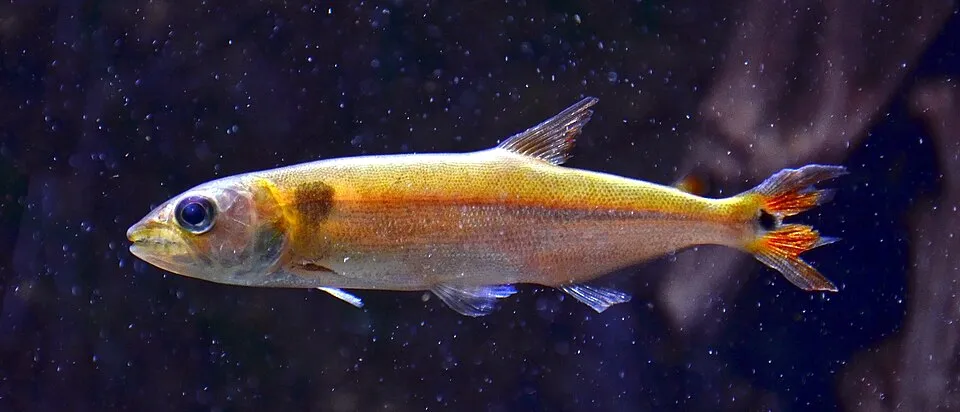 Red tail barracuda (Acestrorhynchus falcatus)