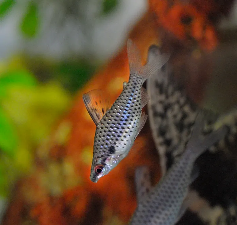 Spotted headstander (Chilodus punctatus)