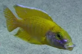 Sunshine peacock cichlid (Aulonocara baenschi)
