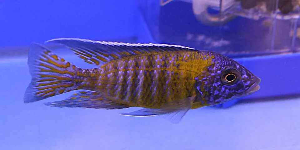 Pale usisya aulonocara (Aulonocara steveni)