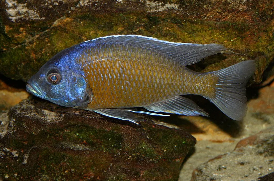 Red fin hap (Copadichromis borleyi)