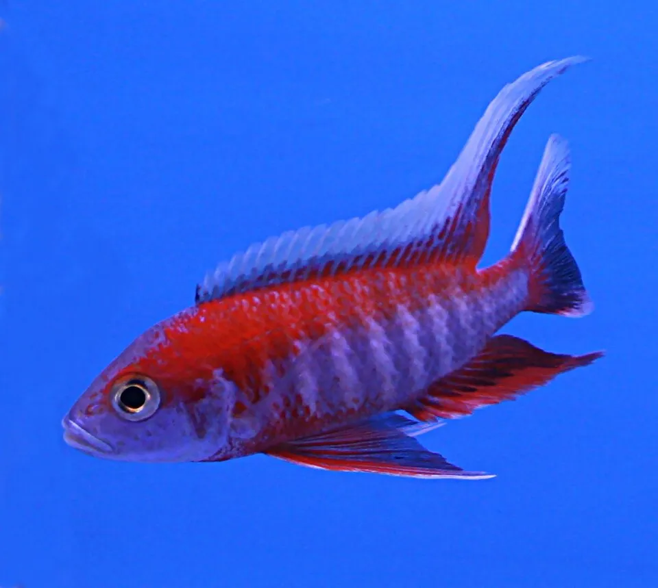 Eureka red peacock (Aulonocara jacobfreibergi)