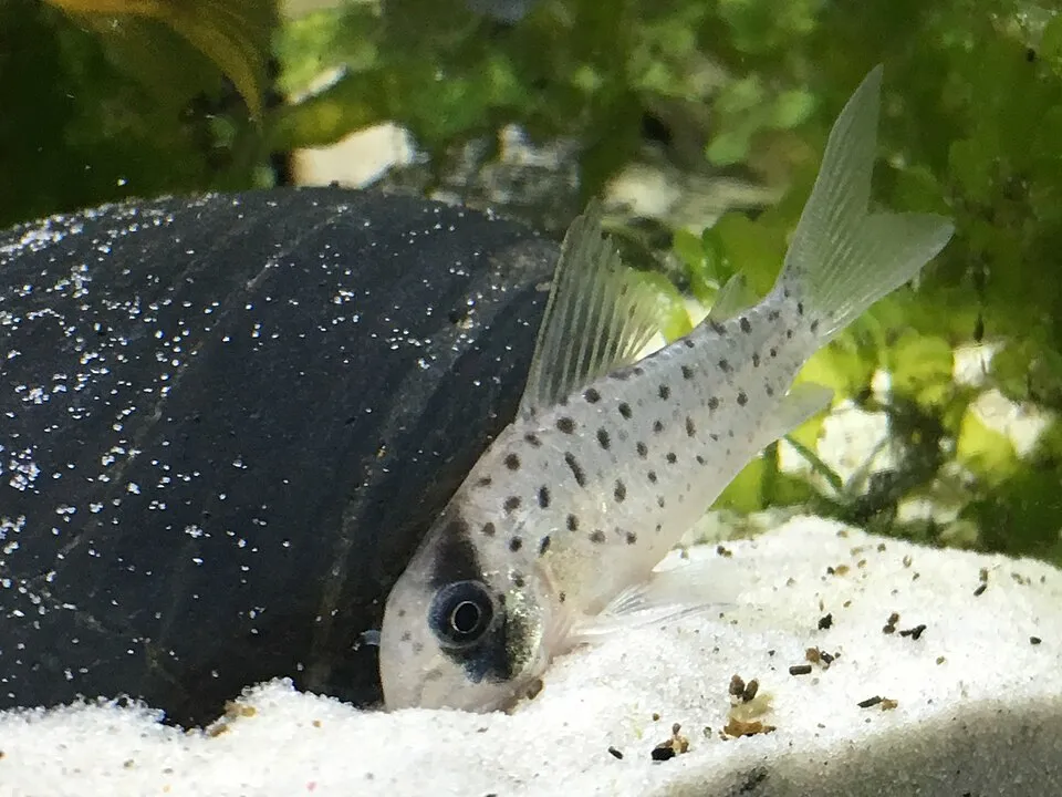 Fairy cory (Corydoras atropersonatus)