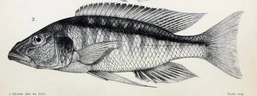 Spilo (Champsochromis spilorhynchus)