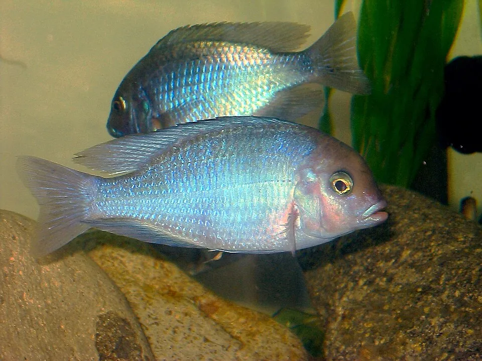 Blue dolphin cichlid (Cyrtocara moorii)
