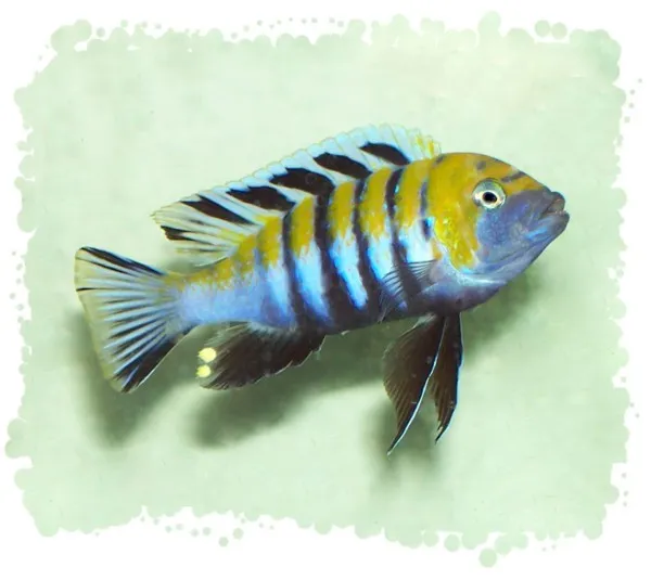 Afra cichlid (Cynotilapia afra)