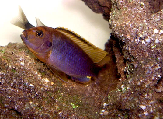 Rusty cichlid (Iodotropheus sprengerae)