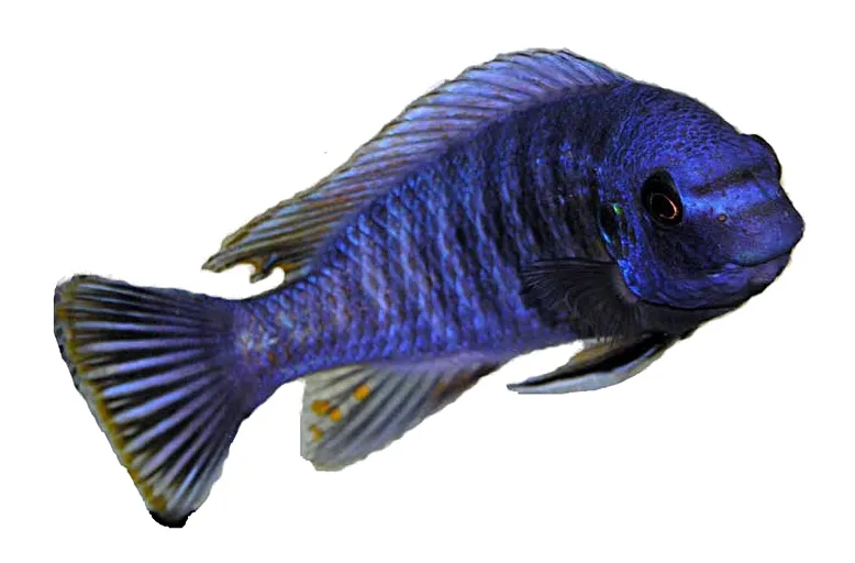 Fuelleborn's cichlid (Labeotropheus fuelleborni)