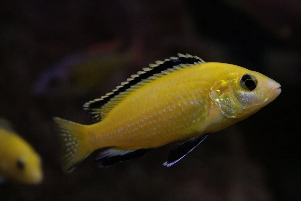 Electric yellow cichlid (Labidochromis caeruleus)