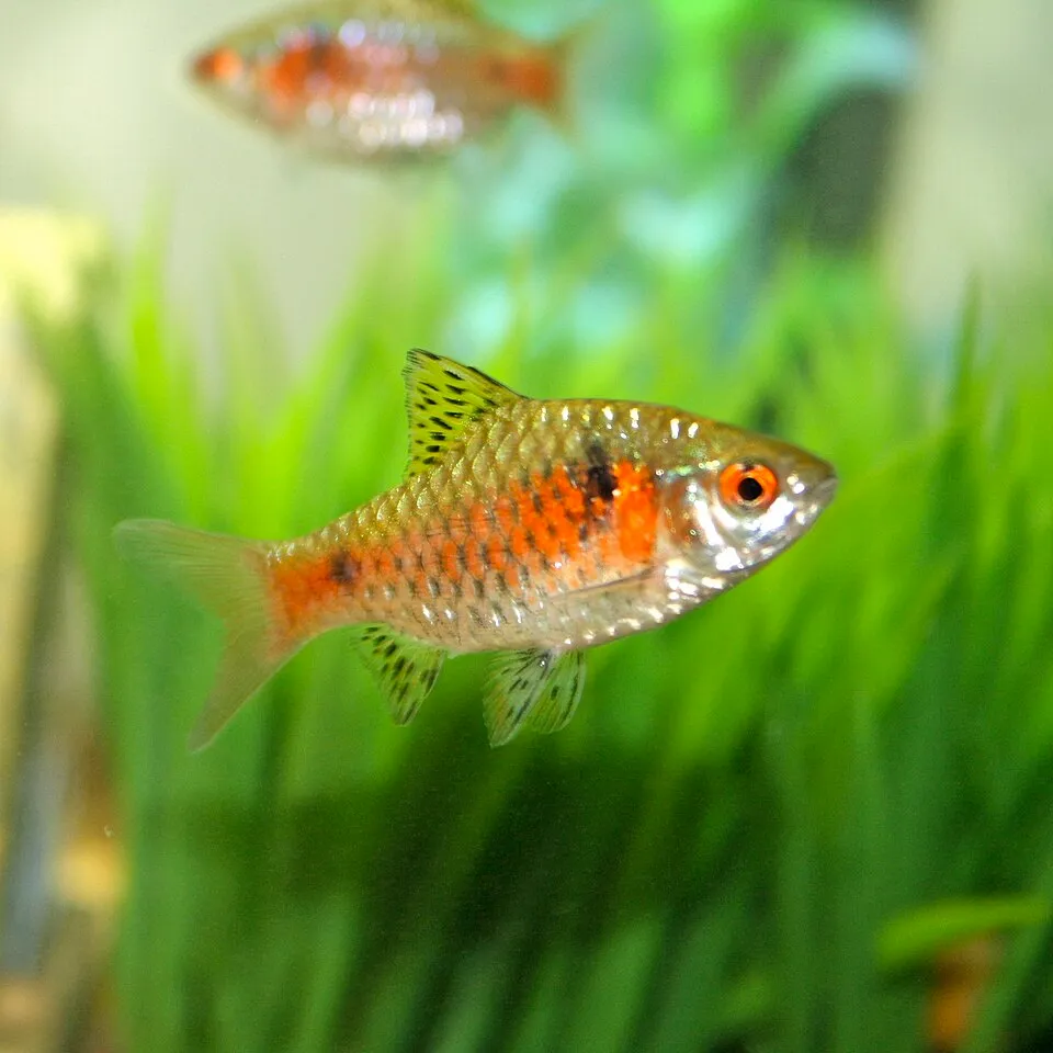Odessa Barb (Pethia padamya)