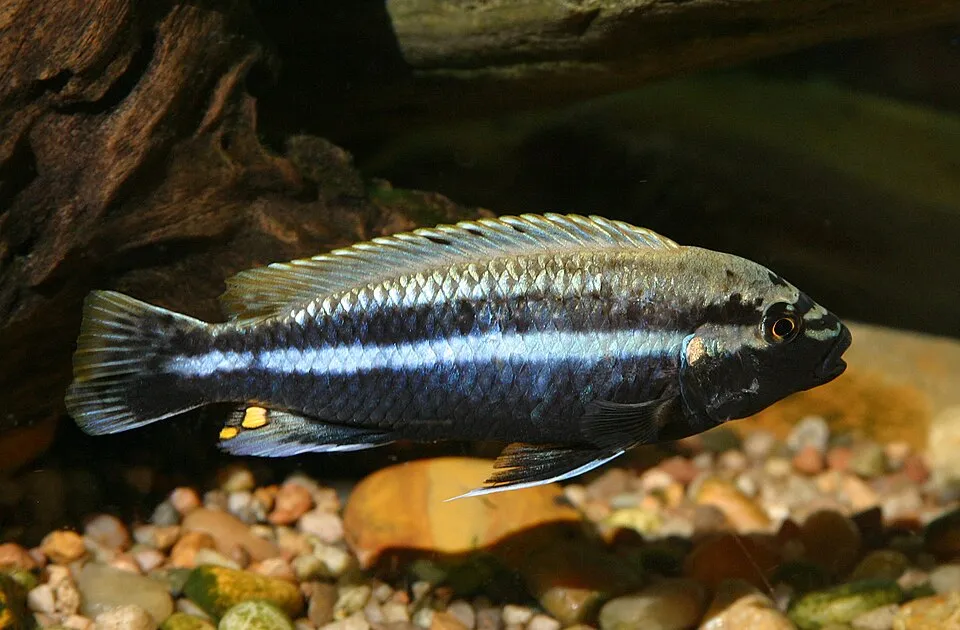 Auratus cichlid (Melanochromis auratus)
