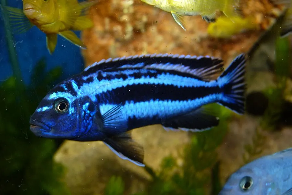 Blue johanni cichlid (Melanochromis cyaneorhabdos)