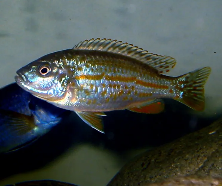 Pearl of Likoma (Melanochromis joanjohnsonae)