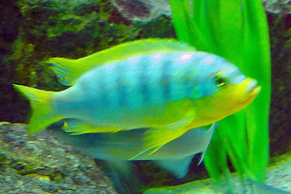 Aurora cichlid (Maylandia aurora)