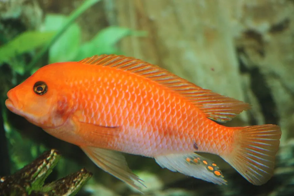 Red zebra cichlid (Metriaclima estherae)