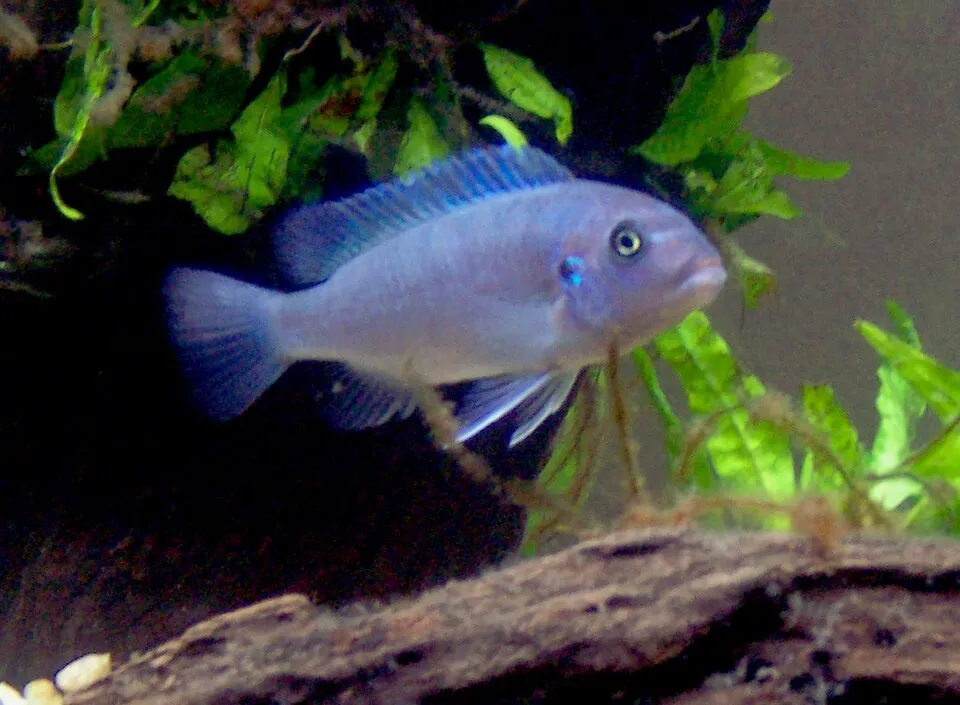 Cobalt blue cichlid (Maylandia callainos)