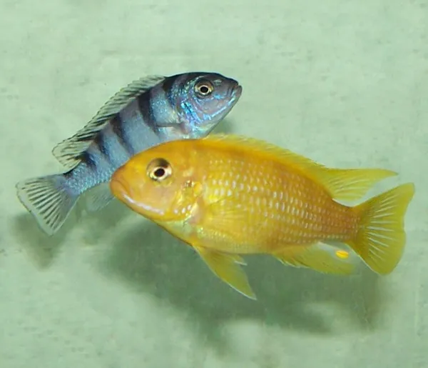 Kenyi cichlid (Maylandia lombardoi)
