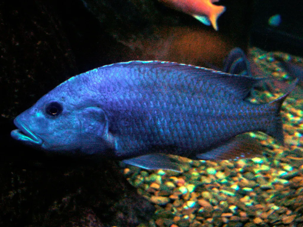 Fusco Hap (Nimbochromis fuscotaeniatus)