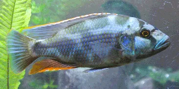 Livingston's cichlid (Nimbochromis livingstonii)