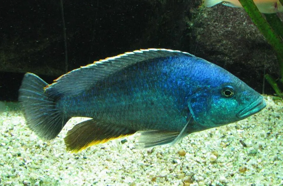 Kaligono (Nimbochromis polystigma)