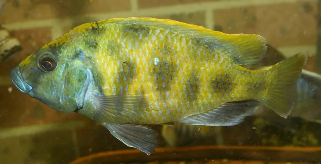 Venustus cichlid (Nimbochromis venustus)