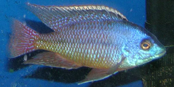 Red empress cichlid (Protomelas taeniolatus)