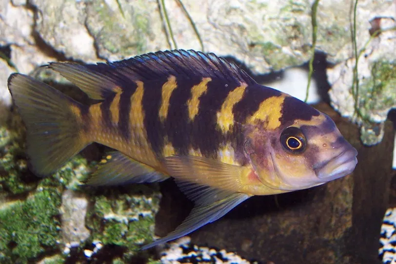 Bumblebee cichlid (Pseudotropheus crabro)