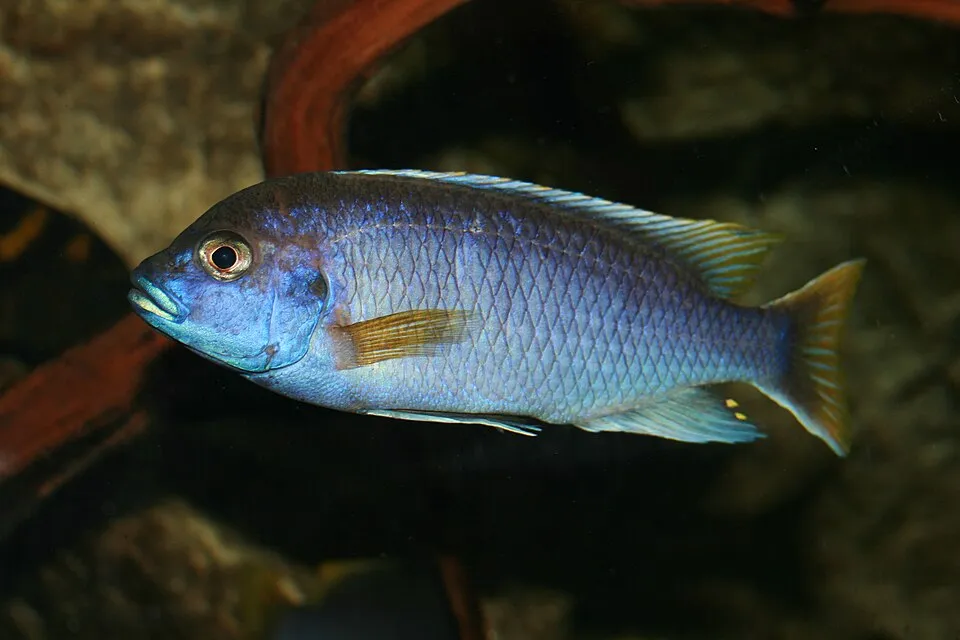 Yellow-tail acei (Pseudotropheus acei)