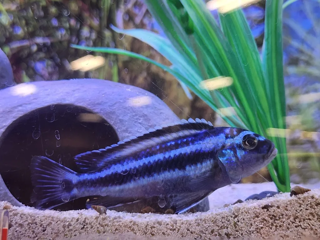 Johanni cichlid (Melanochromis johannii)