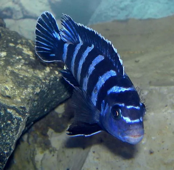 Dwarf Mbuna (Pseudotropheus demasoni)