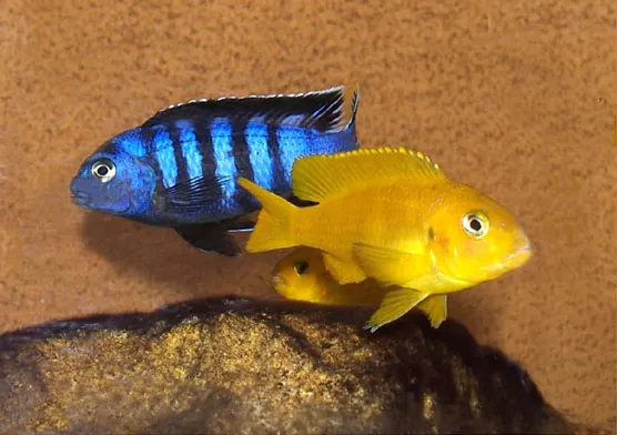 Saulosi Mbuna (Pseudotropheus saulosi)