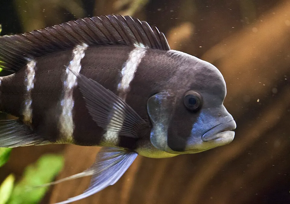 Frontosa cichlid (Cyphotilapia frontosa)
