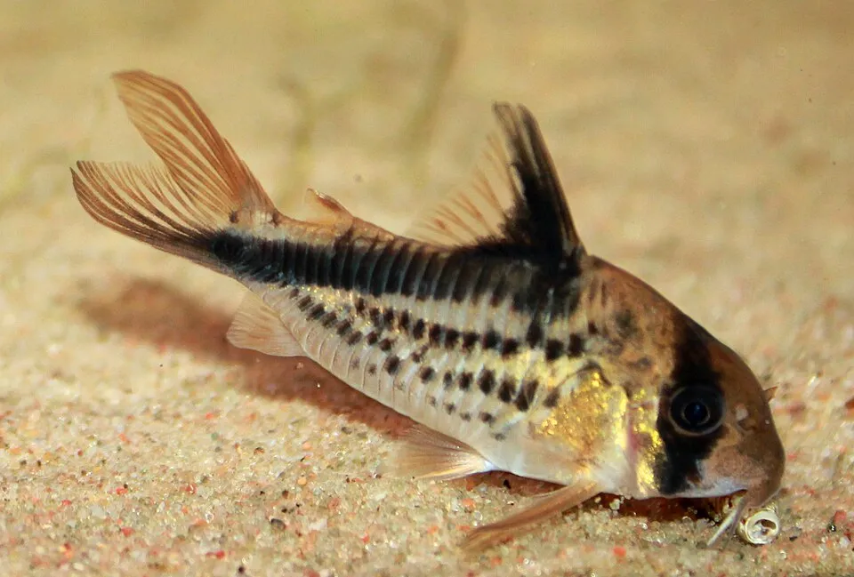 Dirty Bandit Cory (Corydoras loxozonus)